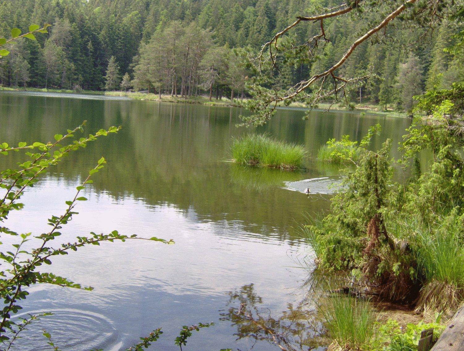 Pension Plattenhof Telfs Bagian luar foto