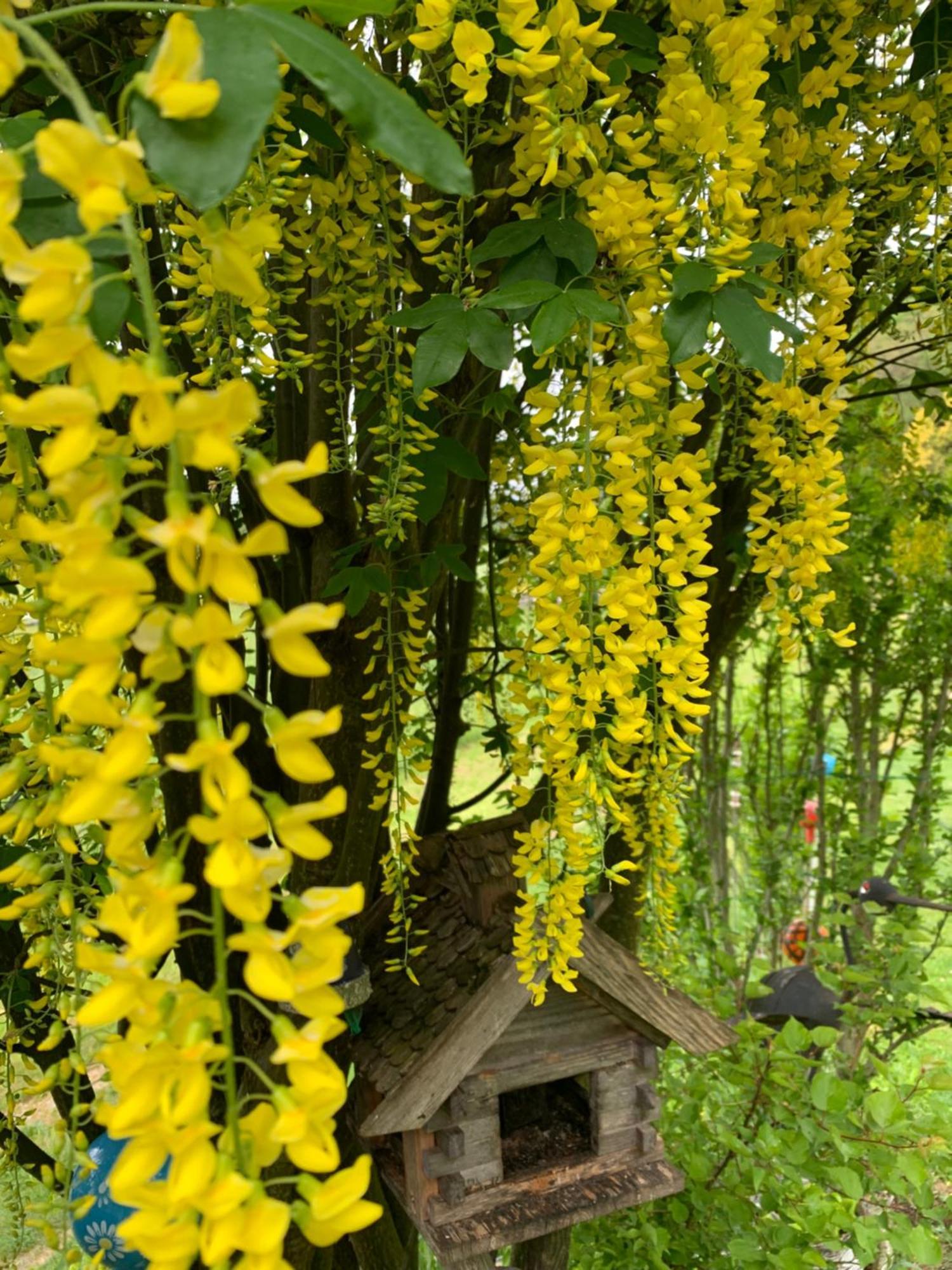 Pension Plattenhof Telfs Bagian luar foto